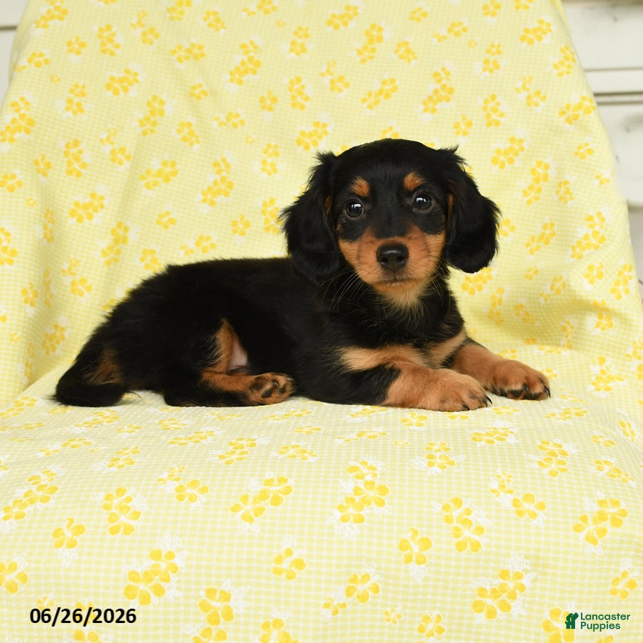 Miniature Dachshund dogs Oscar - Ad 2