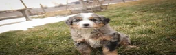 Bernedoodle dogs for sale: Paxton - Ad 7