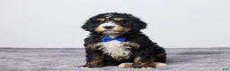 Bernedoodle dogs for sale: King - Ad 5