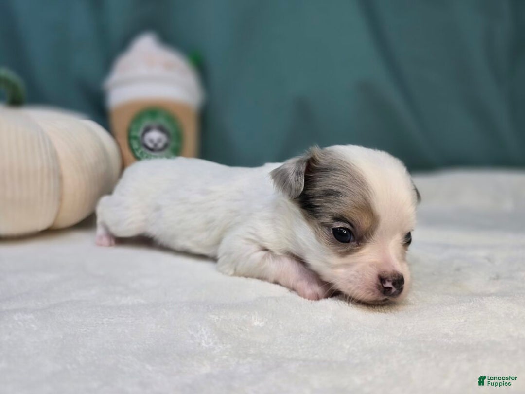 Chihuahua dogs for sale: Pogo - Ad 2