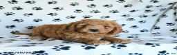 Mini Goldendoodle dogs for sale: Rita - Ad 5