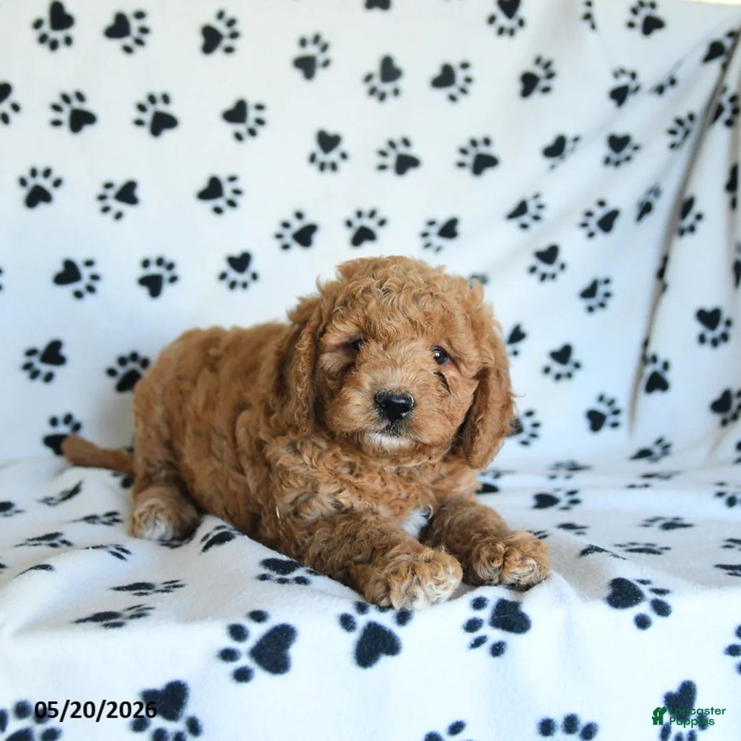 Mini Goldendoodle dogs for sale: Rita - Ad 5