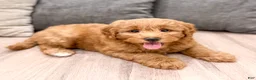 Mini Goldendoodle dogs for sale: Bella - Ad 6