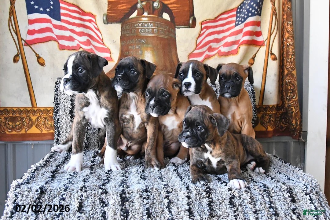 Boxer dogs for sale: Buster - Ad 5