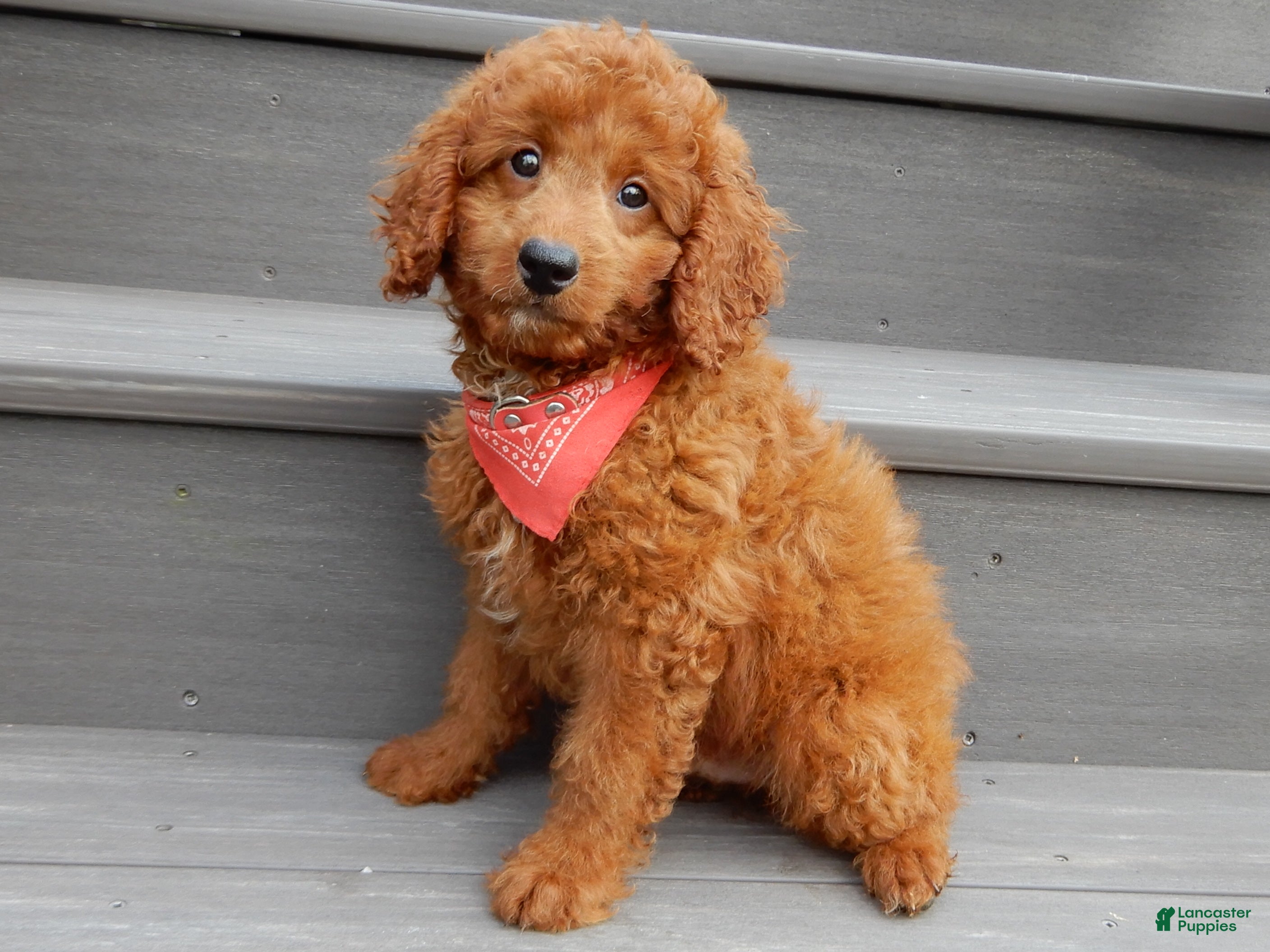 Mini Goldendoodle dogs Asher - Ad 2