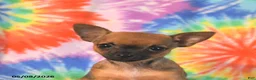 Chihuahua dogs for sale: Abby - Ad 5