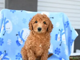 Mini Goldendoodle dogs Waffle - Ad 20