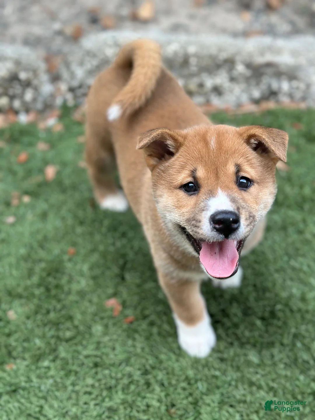 Shiba Inu dogs for sale: Meatball - Ad 1