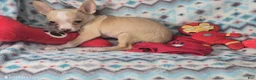Chihuahua dogs for sale: Wally Boy - Ad 3