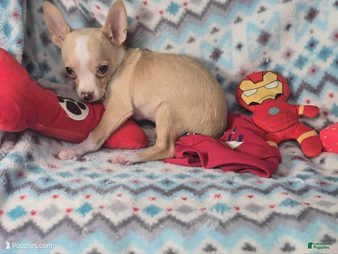 Chihuahua dogs for sale: Wally Boy - Ad 3