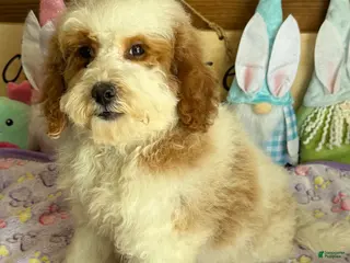 Mini Goldendoodle dogs Rita - Ad 34