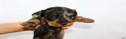 Miniature Dachshund dogs for sale: Two Face - Ad 21