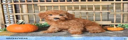 Mini Goldendoodle dogs for sale: Chester - Ad 4