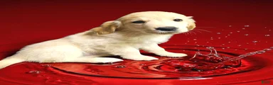 Golden Retriever 5