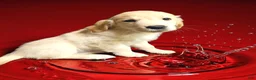 Golden Retriever dogs for sale: Golden Retriever 5 - Ad 1