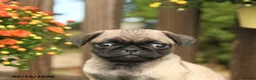 Pug dogs for sale: Mason - Ad 5