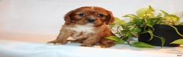 Cavalier King Charles Spaniel dogs for sale: Robo - Ad 7