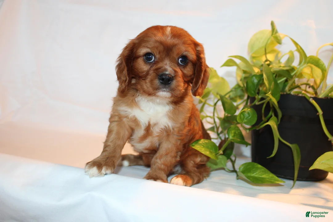 Cavalier King Charles Spaniel dogs for sale: Robo - Ad 7