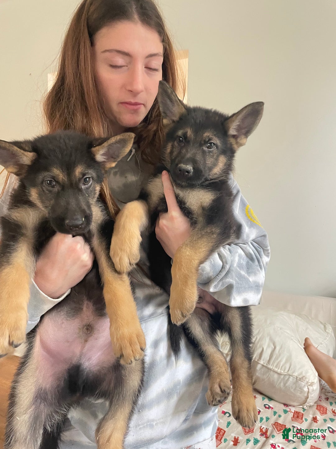 German Shepherd dogs for sale: Dexter/ silver collar - Ad 2