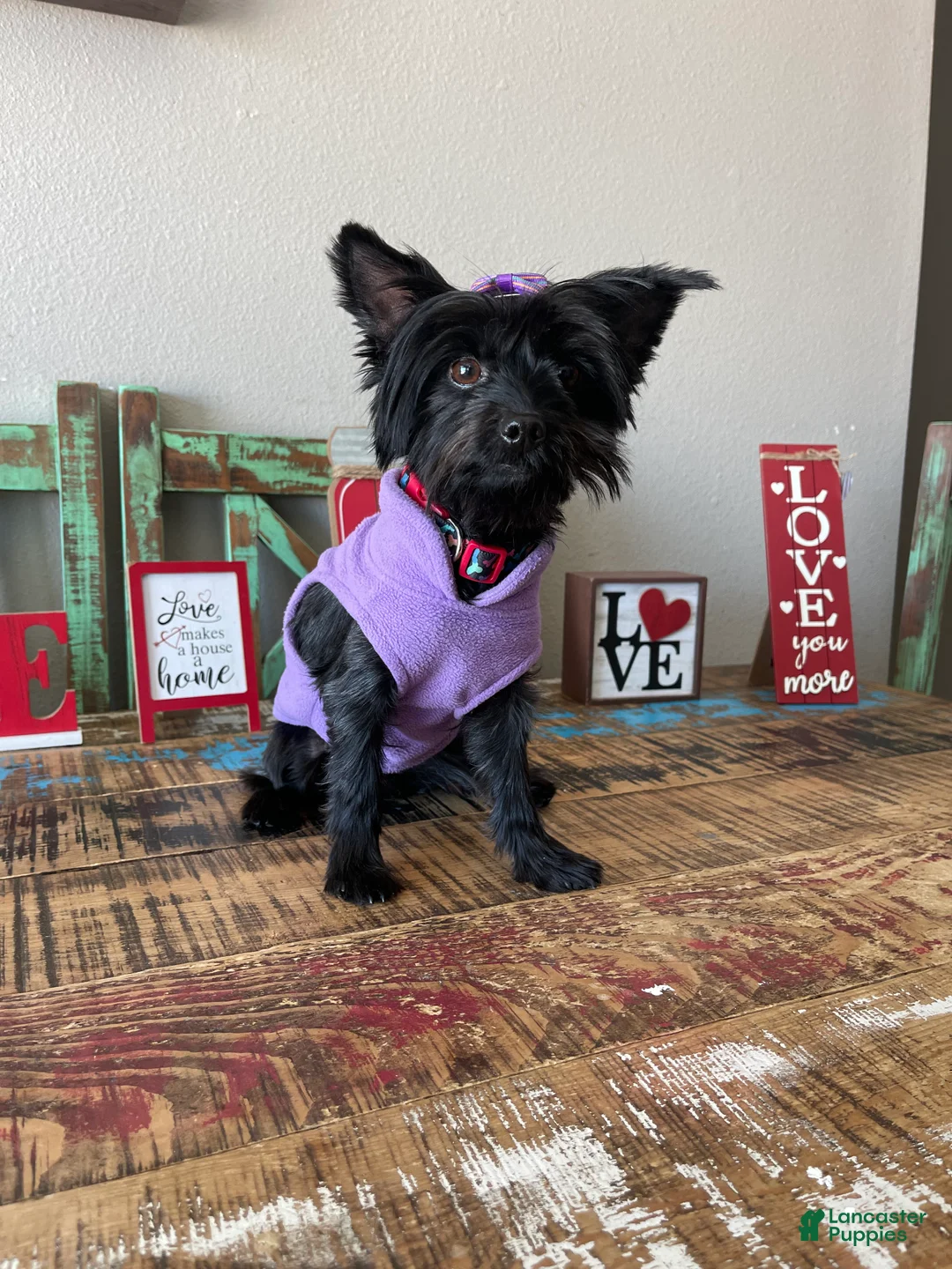 Yorkshire Terrier dogs for sale: KB Black Mia 5 pounds  - Ad 5