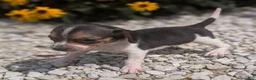 Beagle dogs for sale: Ham - Ad 3