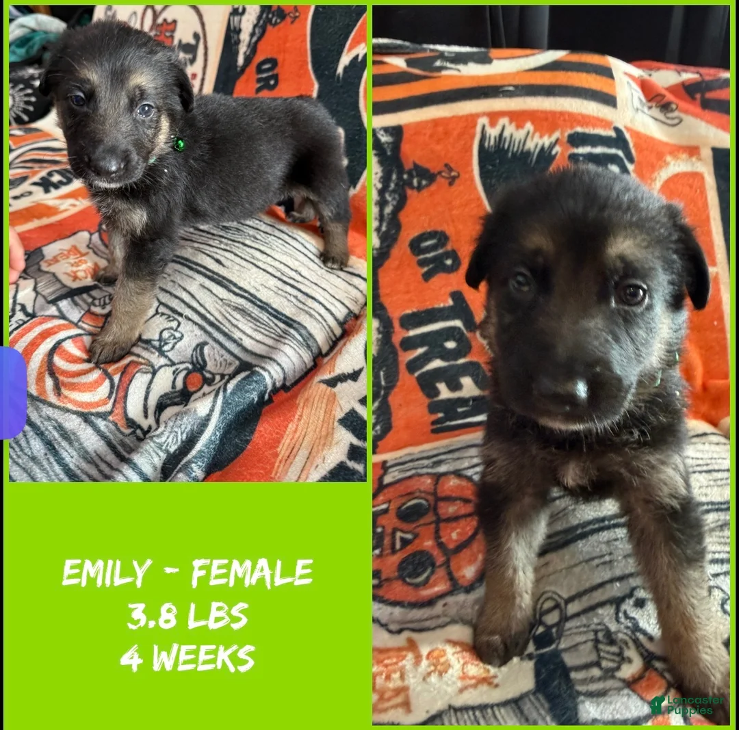 German Shepherd dogs for sale: German Shepherd 12 - Ad 2