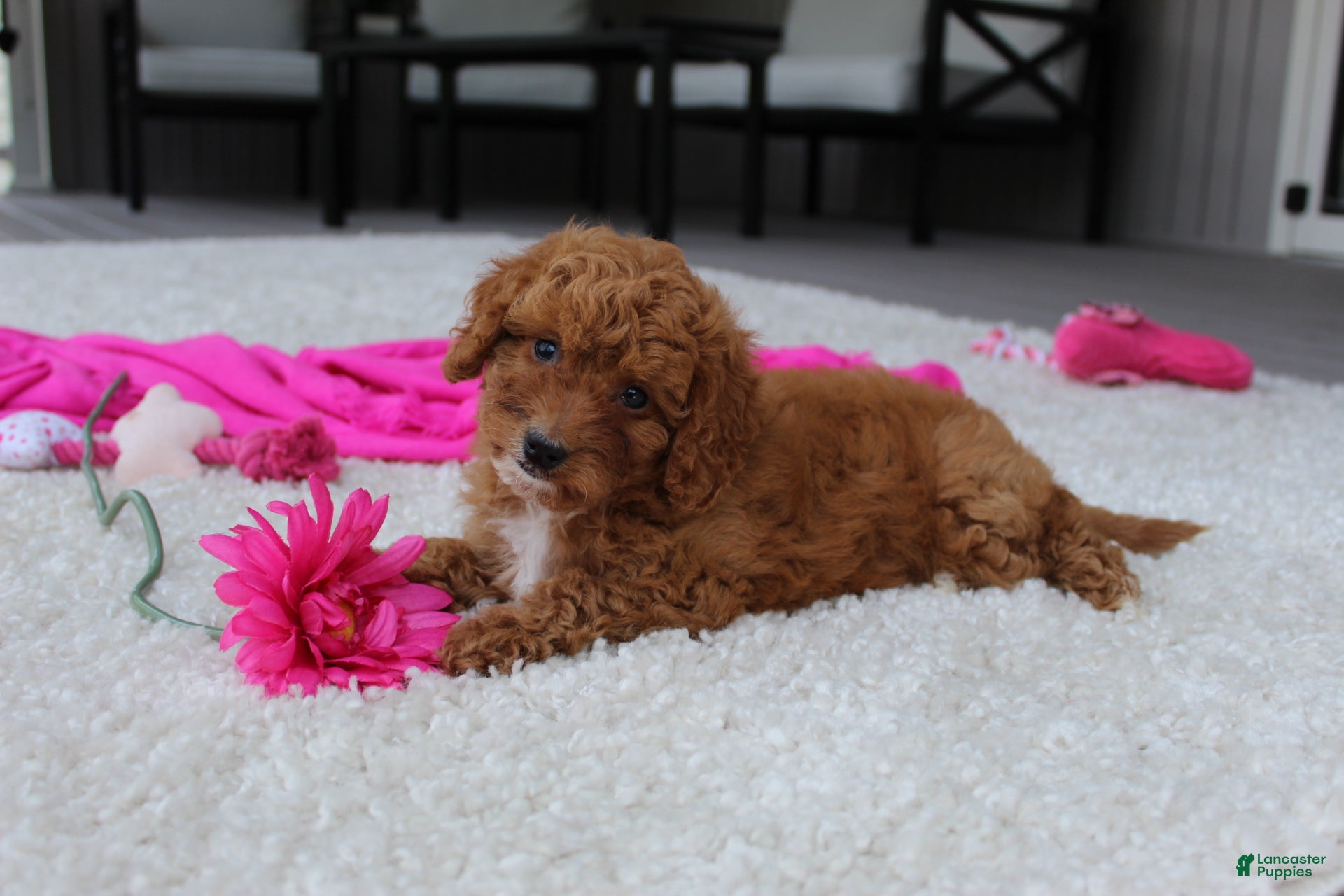 Cavapoochon dogs Madison - Ad 1