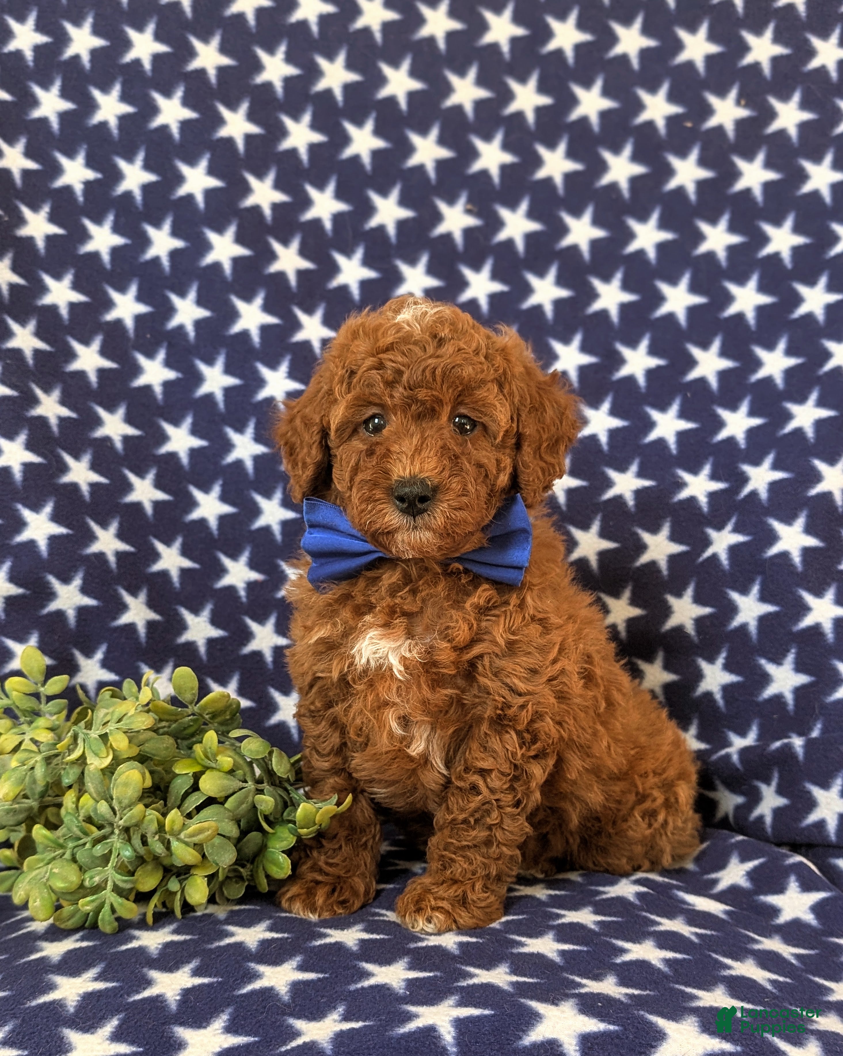 Miniature Poodle dogs Dalton 10 lbs Full Grown - Ad 15