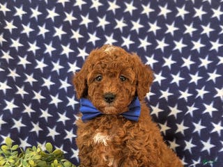 Miniature Poodle dogs Dalton 10 lbs Full Grown - Ad 15