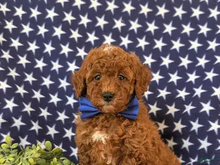 Miniature Poodle dogs Dalton 10 lbs Full Grown - Ad 39