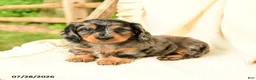 Miniature Dachshund dogs for sale: Diya - Ad 4