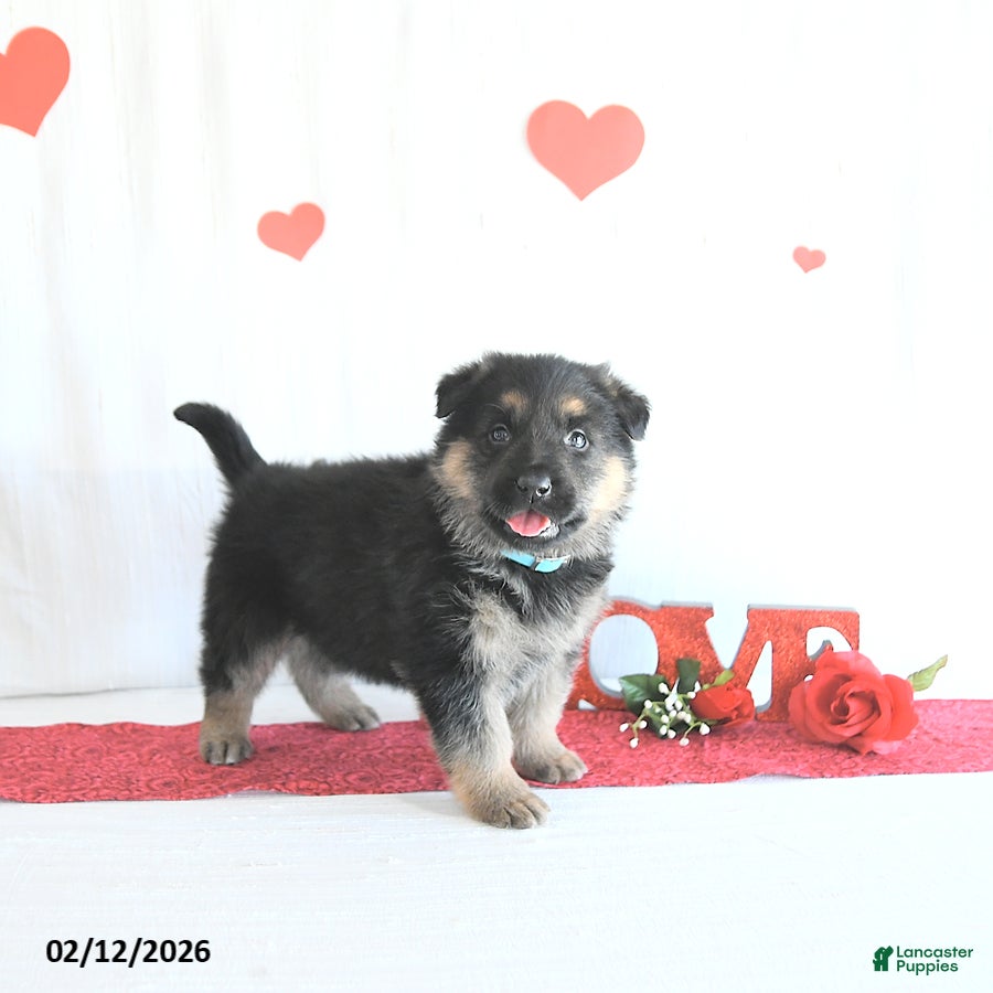 German Shepherd dogs Spencer - Ad 15