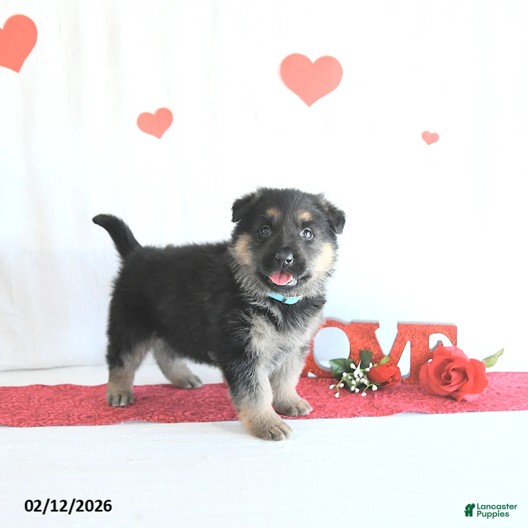 German Shepherd dogs for sale: Spencer - Ad 1