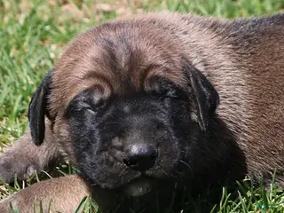 Mixed Breed dogs Beast - Ad 5