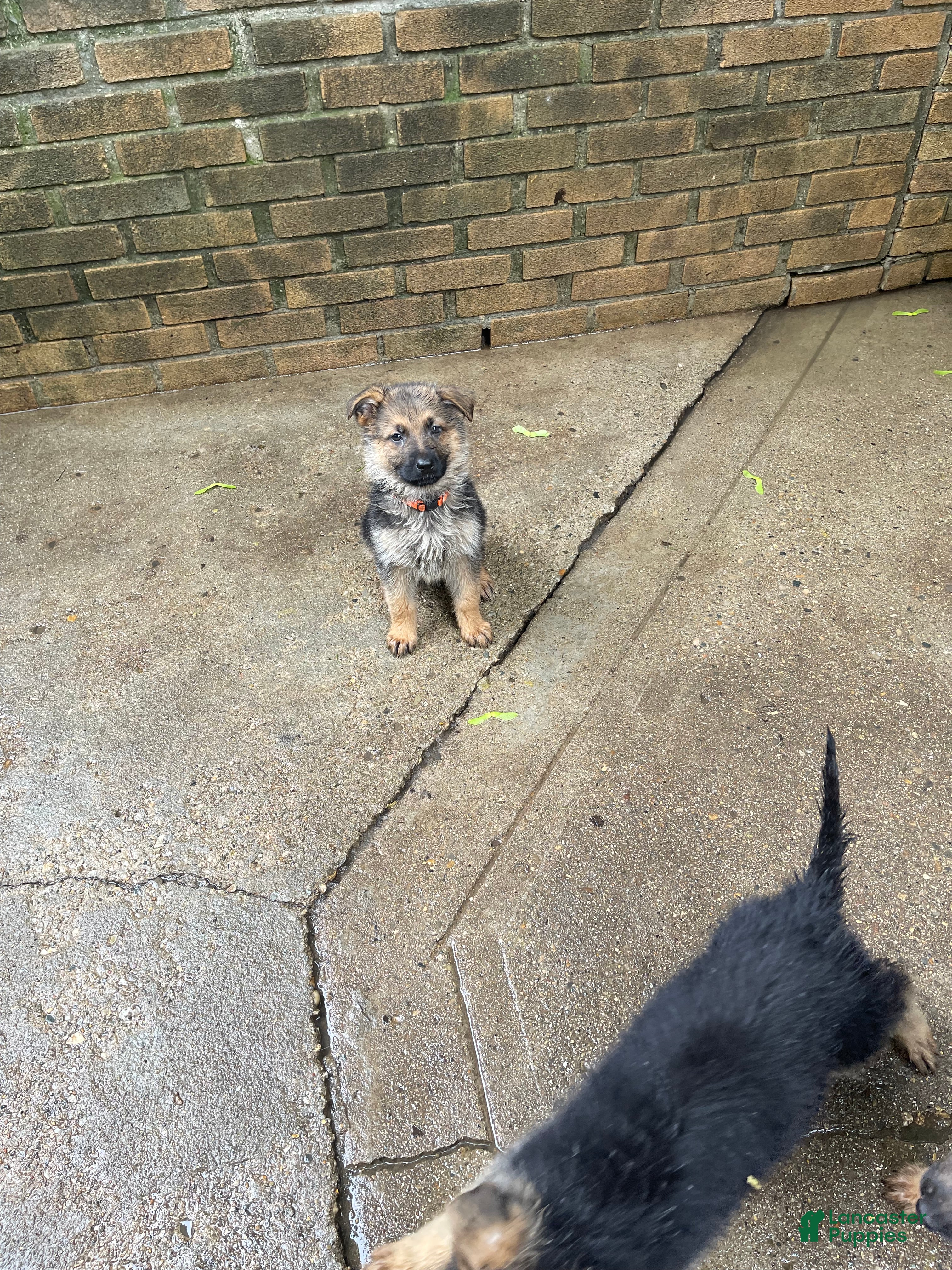 German Shepherd dogs Jax - Ad 40
