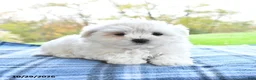 Maltese dogs for sale: Frosty - Ad 4