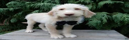 Labradoodle dogs for sale: Dallas - Ad 4