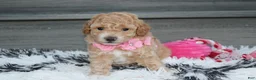 Bichpoo dogs for sale: Kallista  - Ad 15