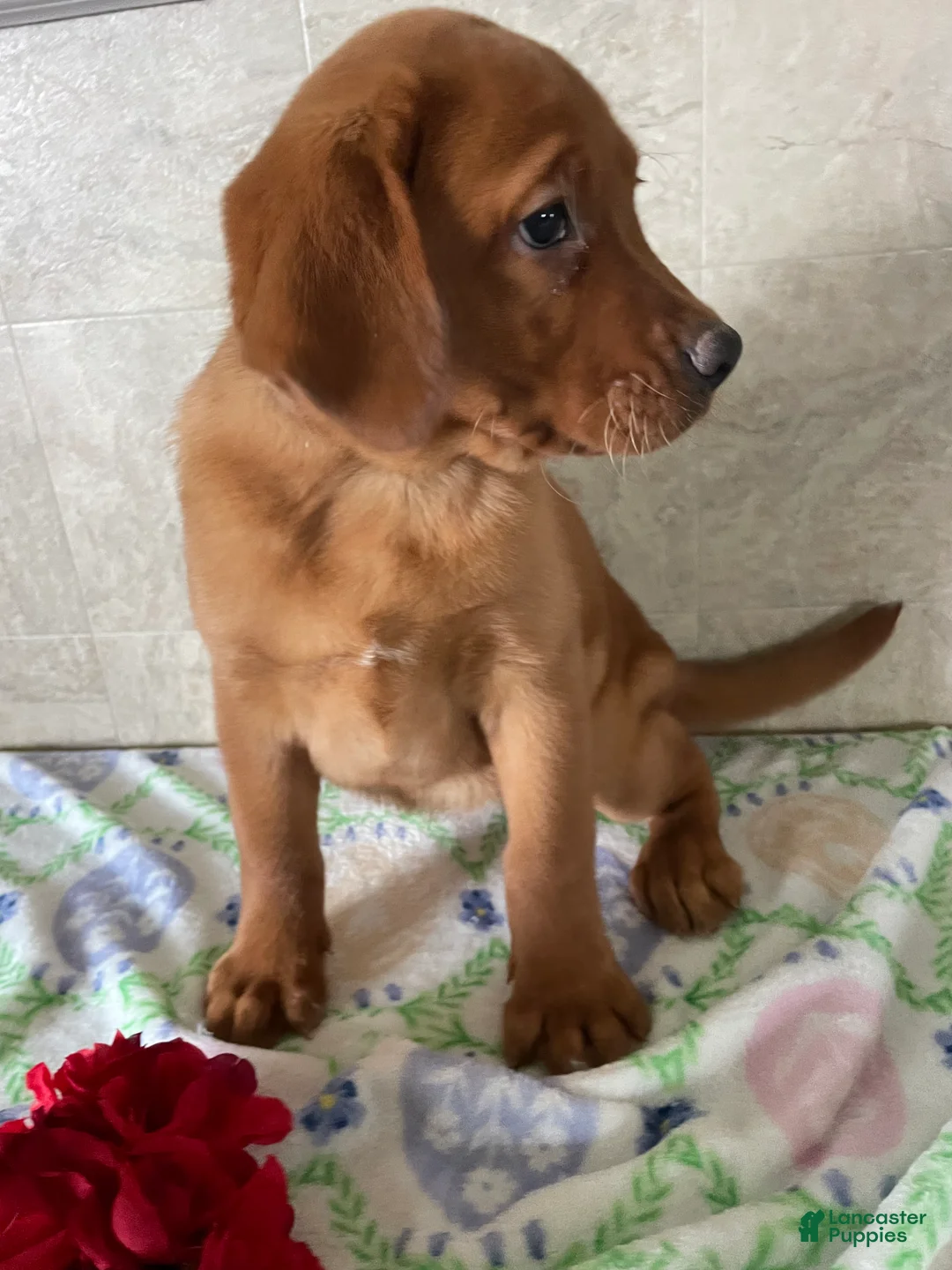 Labrador Retriever dogs for sale: Serena - Ad 2