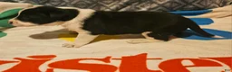 Border Collie dogs for sale: Bo - Ad 10