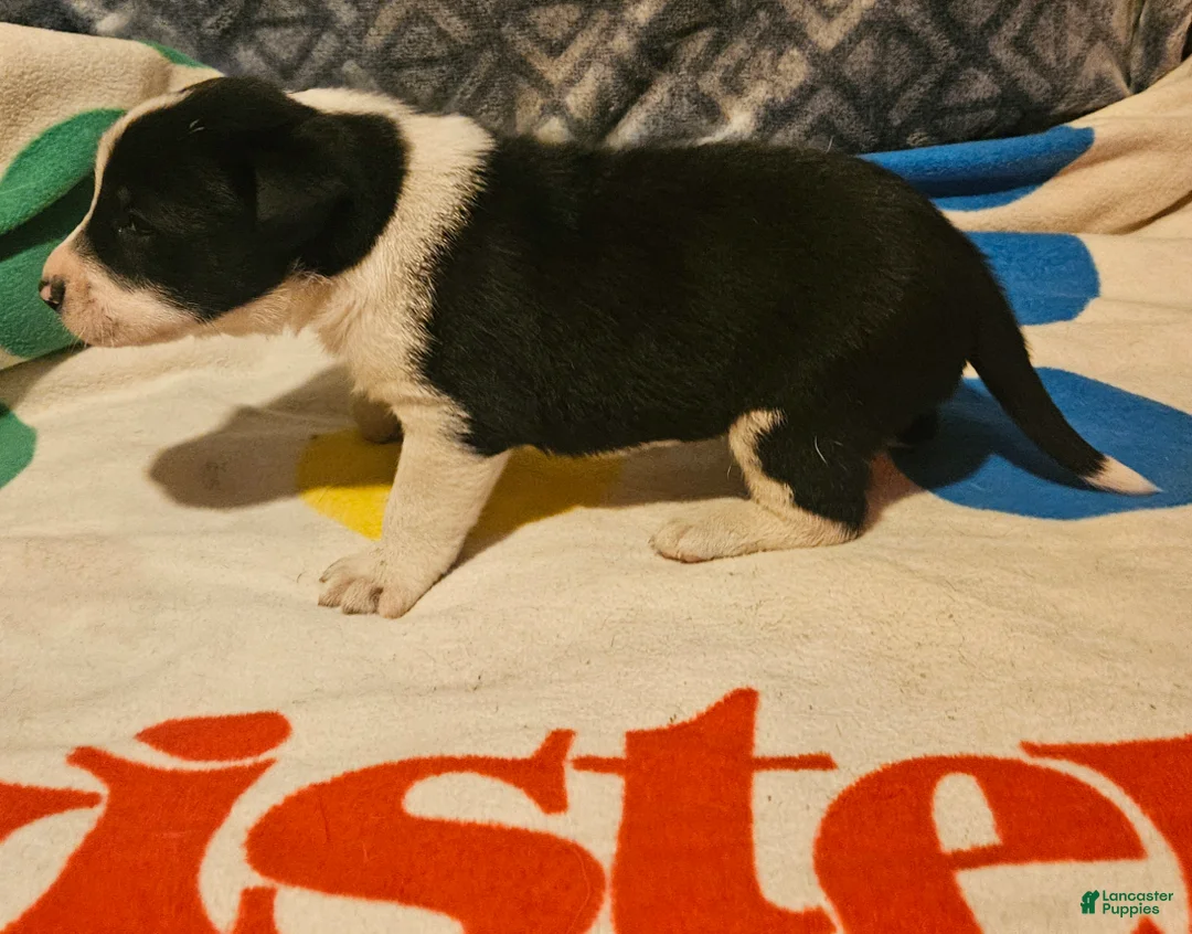 Border Collie dogs for sale: Bo - Ad 10