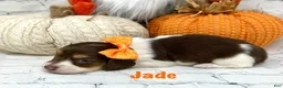 Dachshund dogs for sale: Jade - Ad 1