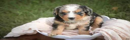 Mini Bernedoodle dogs for sale: Misha Mini Bernedoodle  - Ad 4