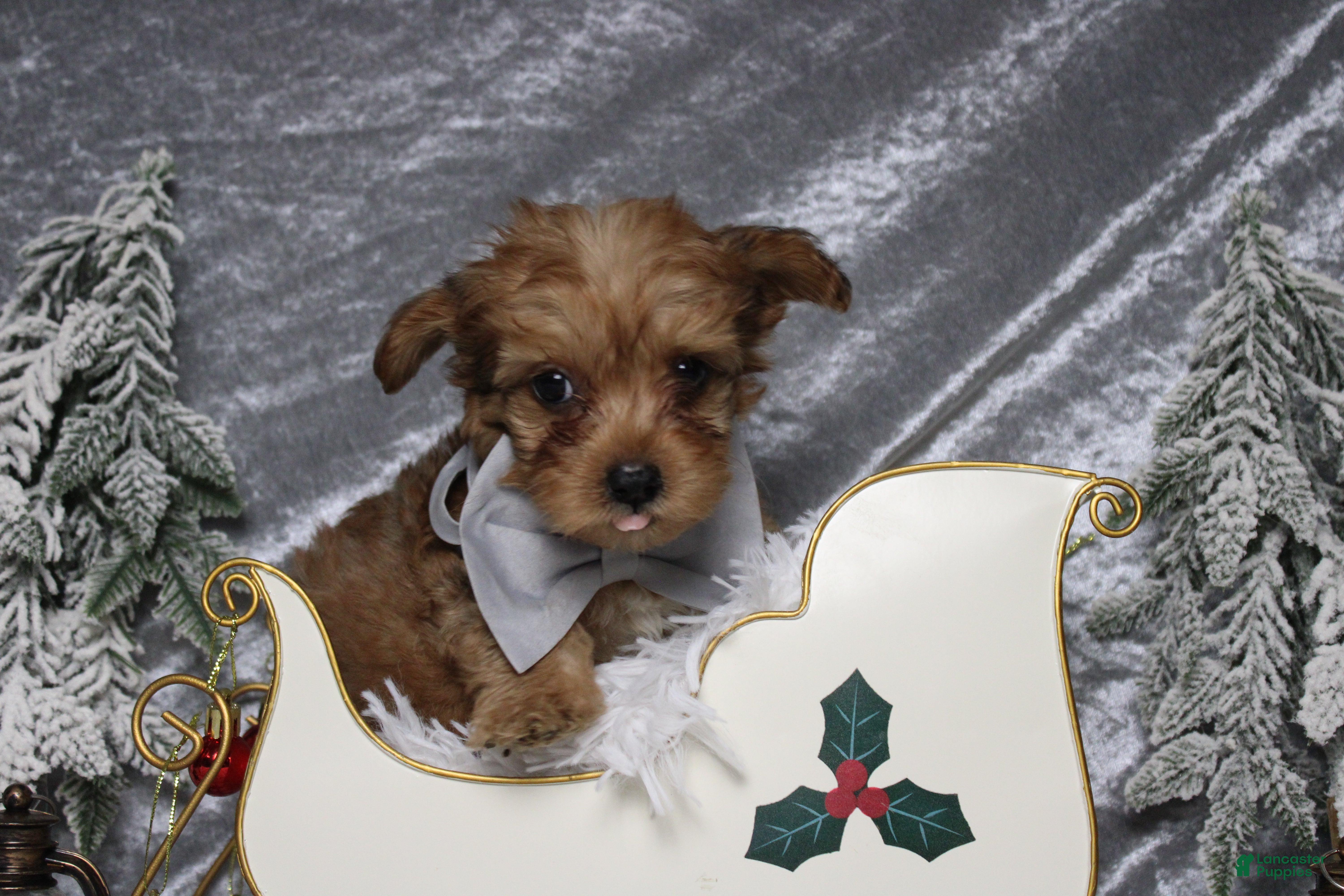 Yorkiepoo dogs Punkin  - Ad 32