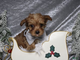 Yorkiepoo dogs Punkin - Ad 17