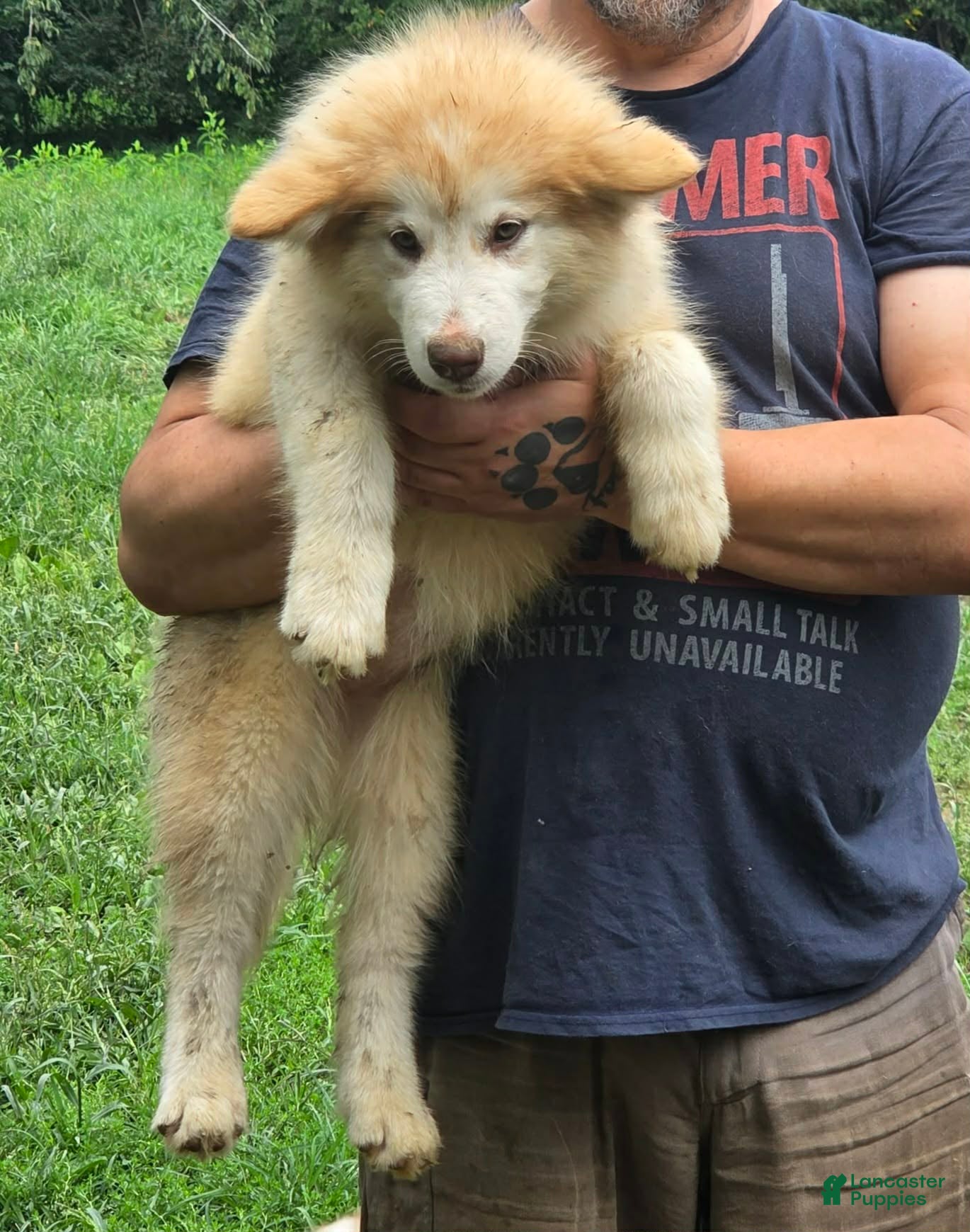 Alaskan Malamute dogs Alaskan Malamute 3 - Ad 1