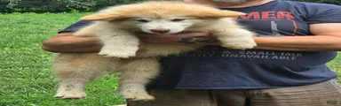 Alaskan Malamute 3