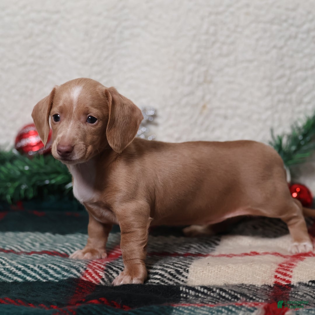 Dachshund dogs for sale: Daphne - Ad 6