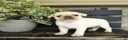 Pug dogs for sale: Rufus - Ad 3