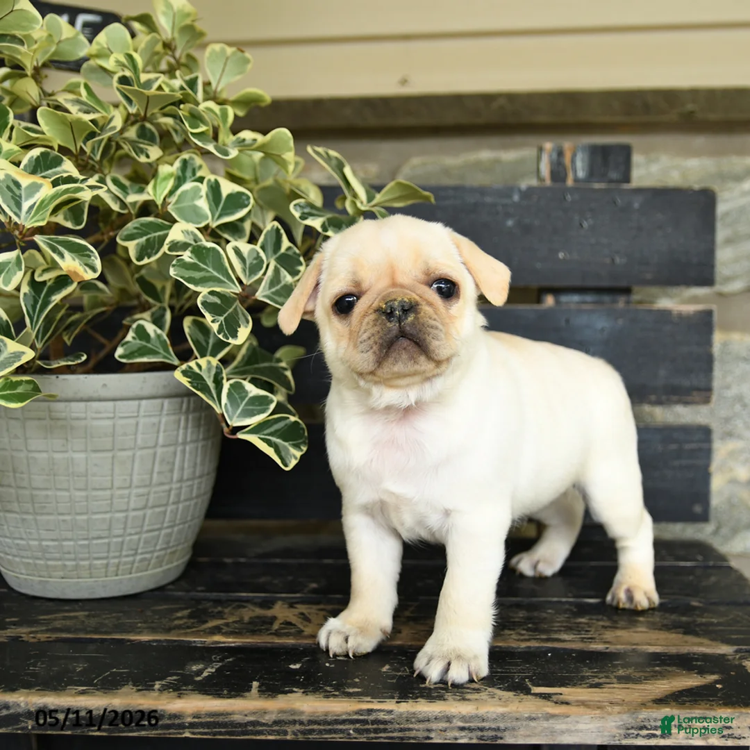 Pug dogs for sale: Rufus - Ad 3